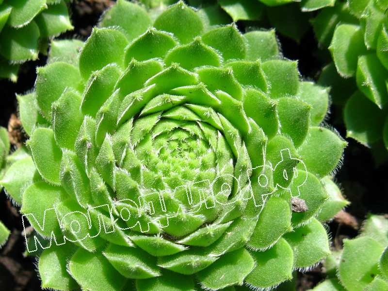 Sempervivum