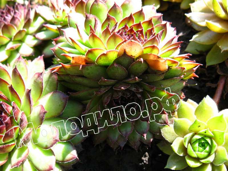 Sempervivum