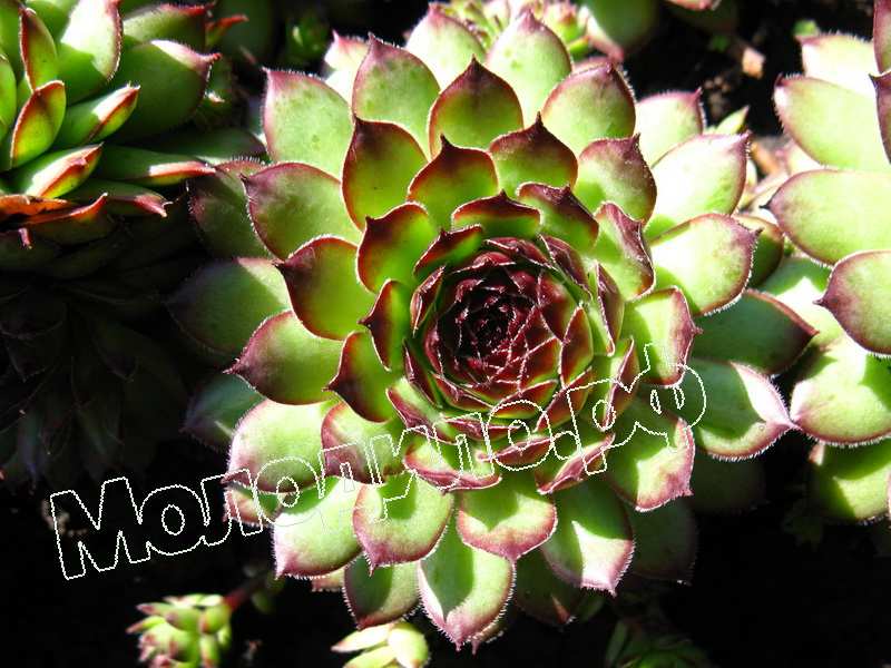 Sempervivum