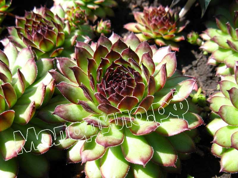 Sempervivum