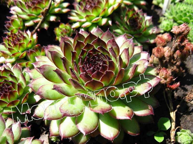 Sempervivum