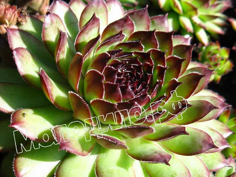 Sempervivum