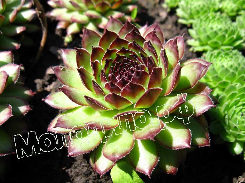 Sempervivum