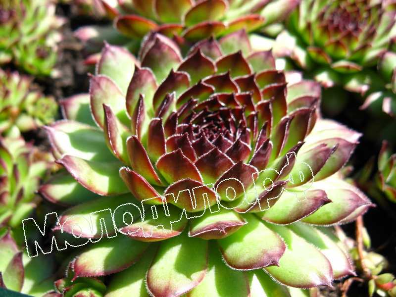 Sempervivum