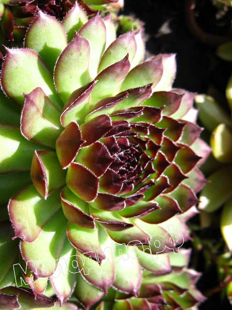 Sempervivum