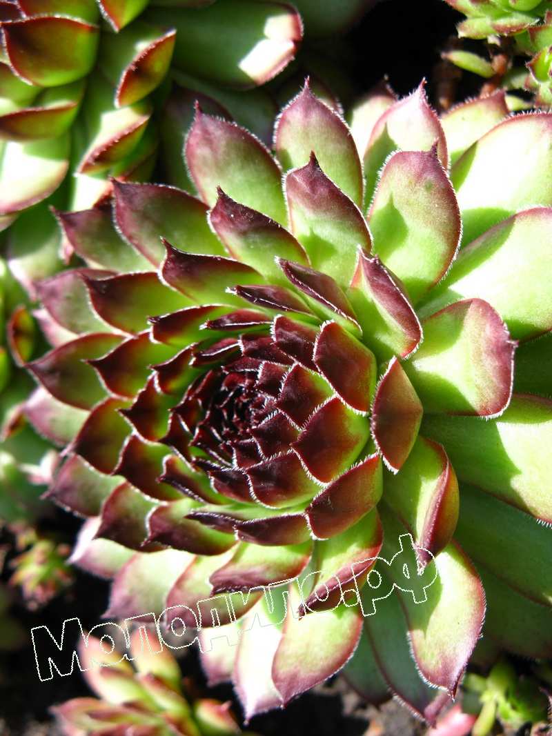 Sempervivum