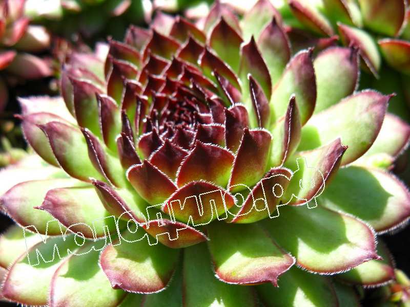 Sempervivum