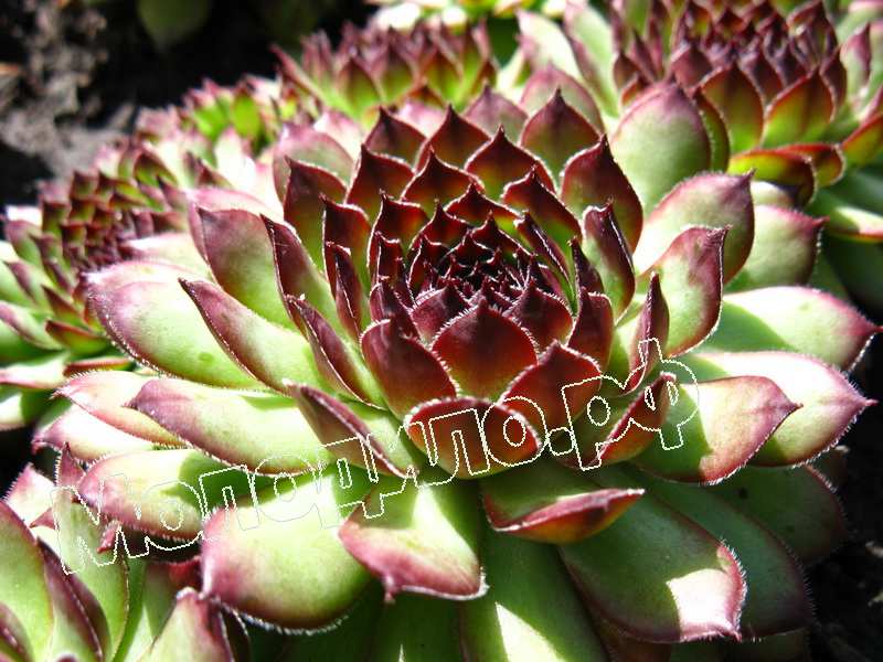 Sempervivum