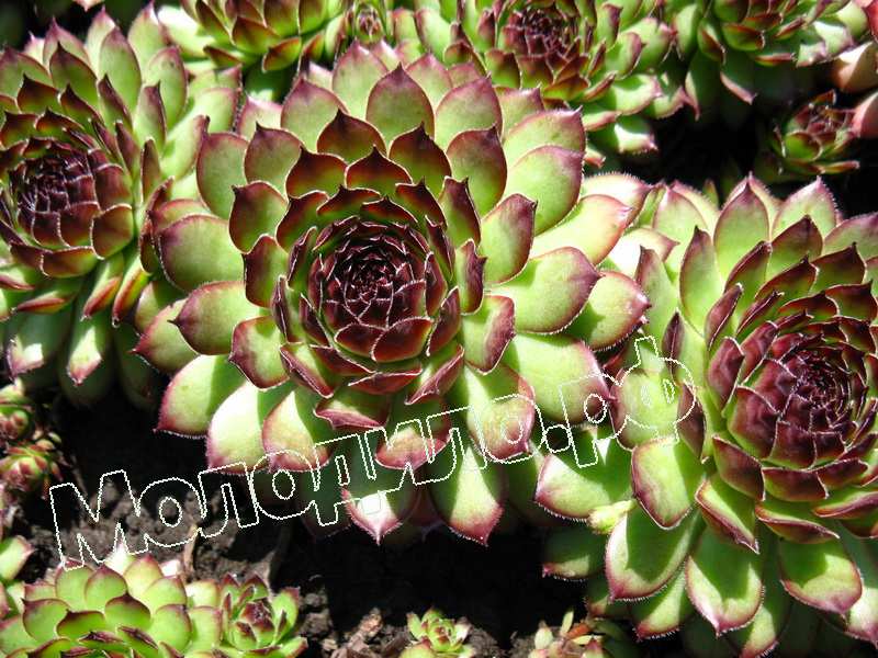 Sempervivum