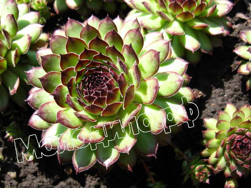 Sempervivum