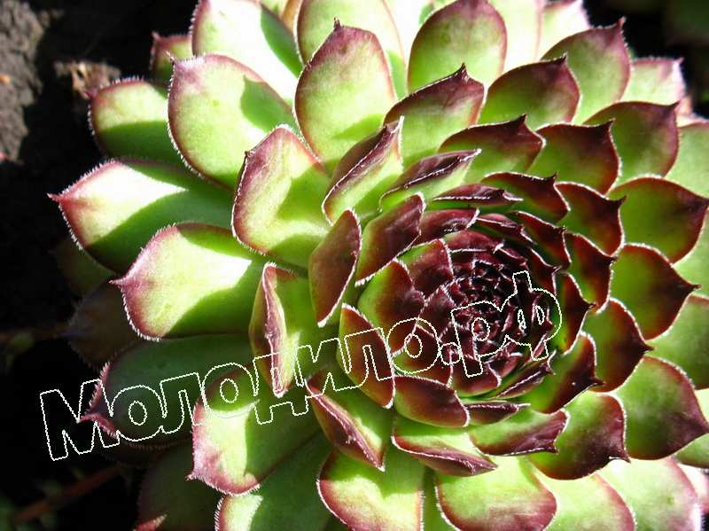 Sempervivum