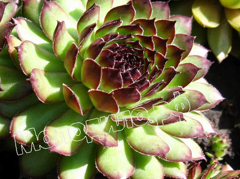 Sempervivum