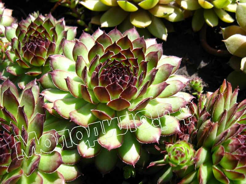 Sempervivum