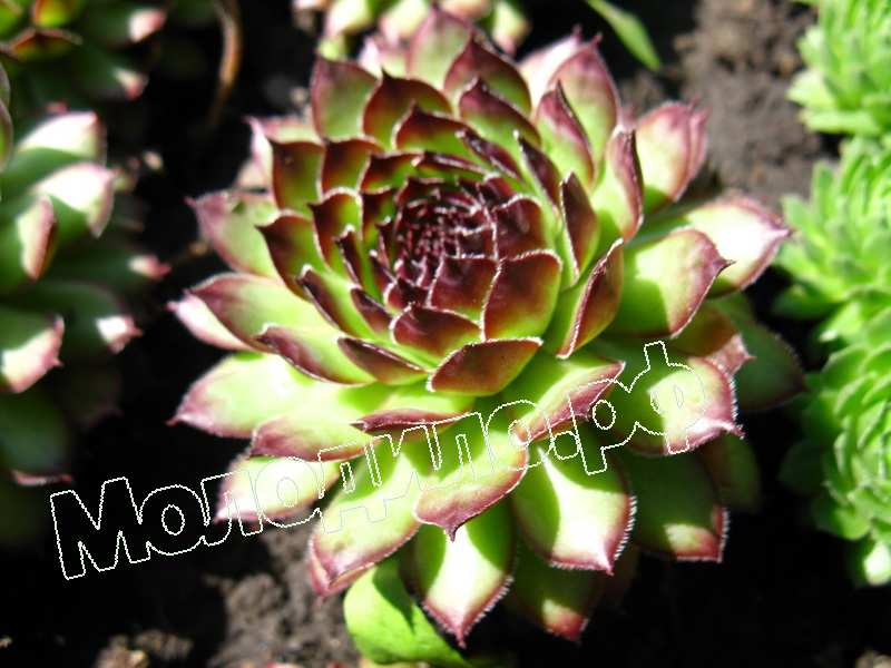 Sempervivum