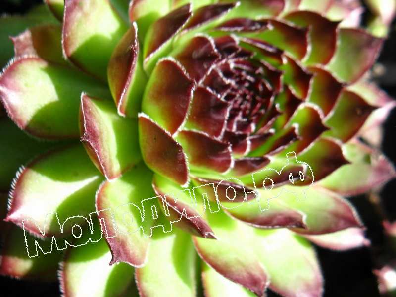 Sempervivum