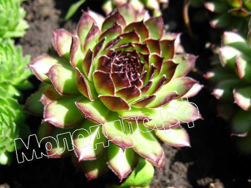 Sempervivum