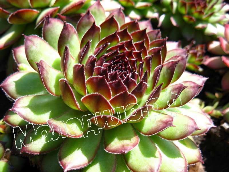 Sempervivum