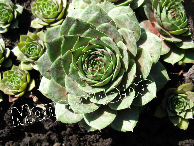 Sempervivum