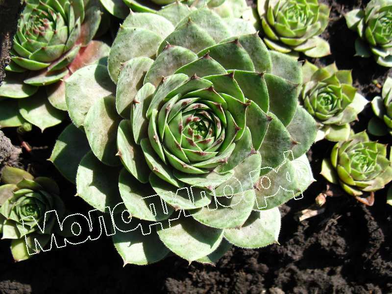 Sempervivum