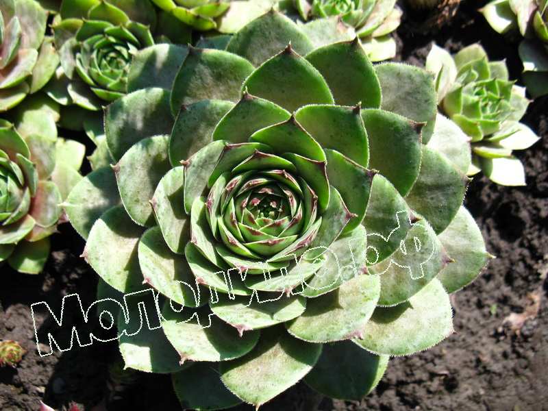 Sempervivum