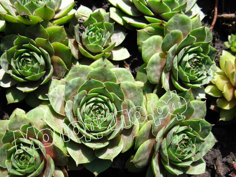 Sempervivum