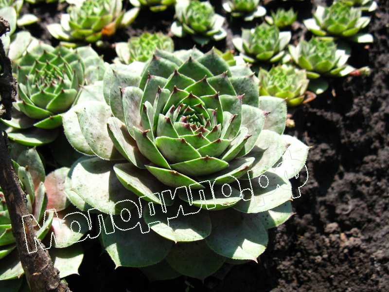 Sempervivum