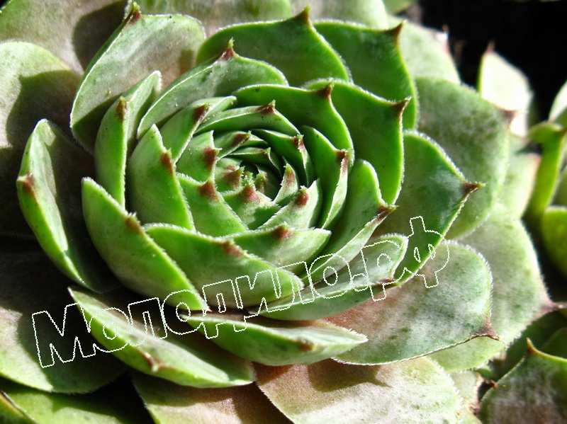 Sempervivum