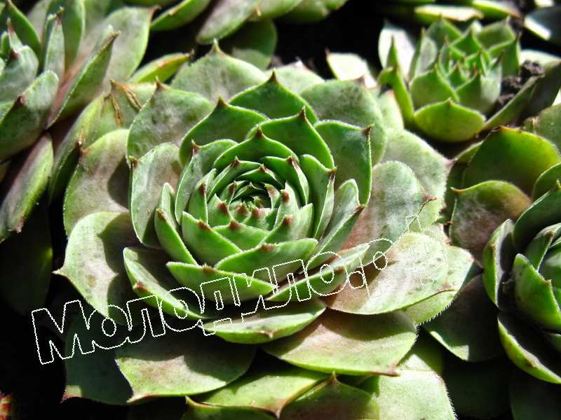 Sempervivum