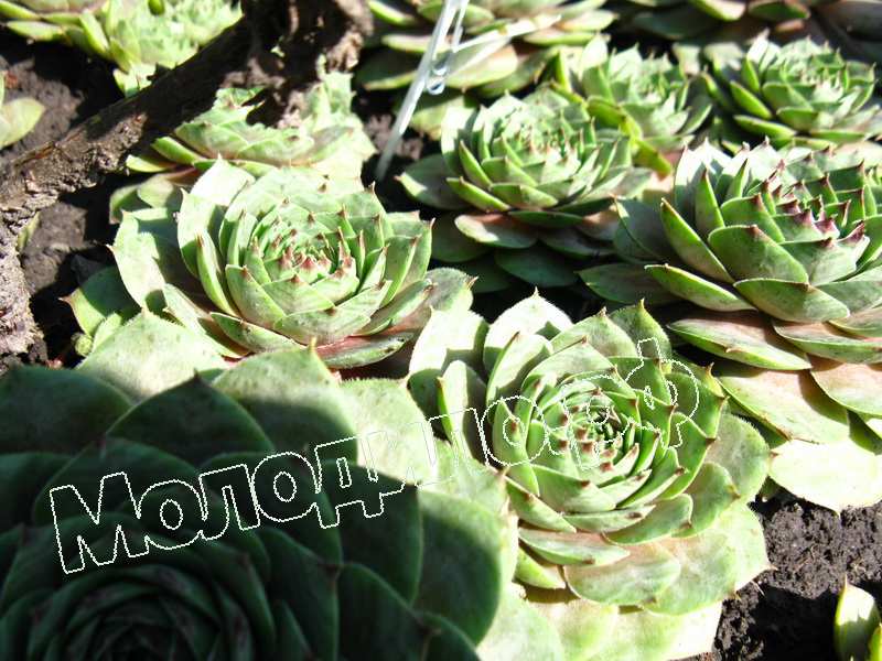 Sempervivum