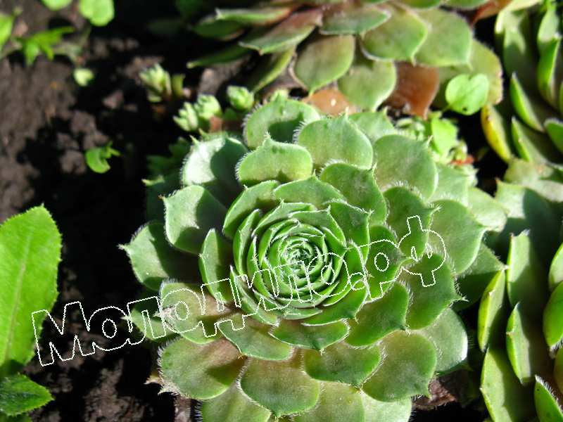 Sempervivum