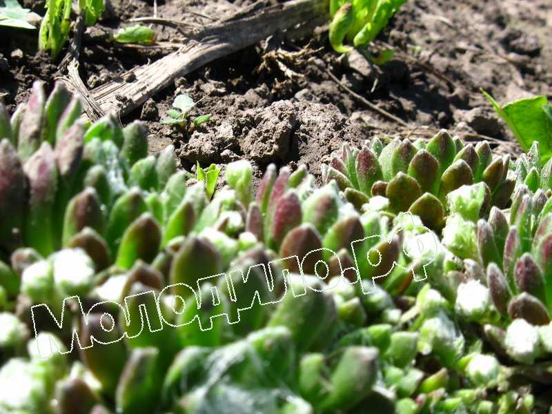 Sempervivum