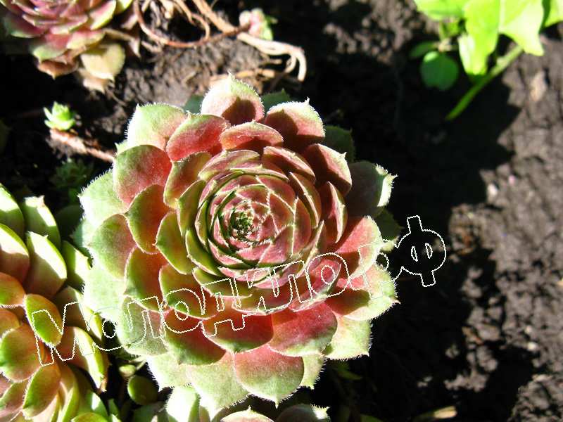 Sempervivum