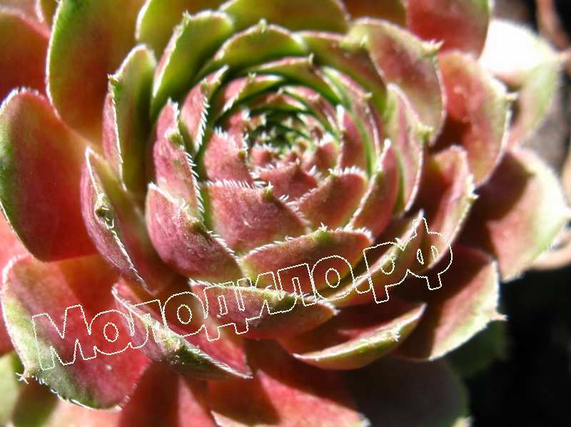 Sempervivum