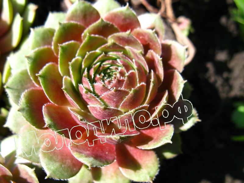 Sempervivum