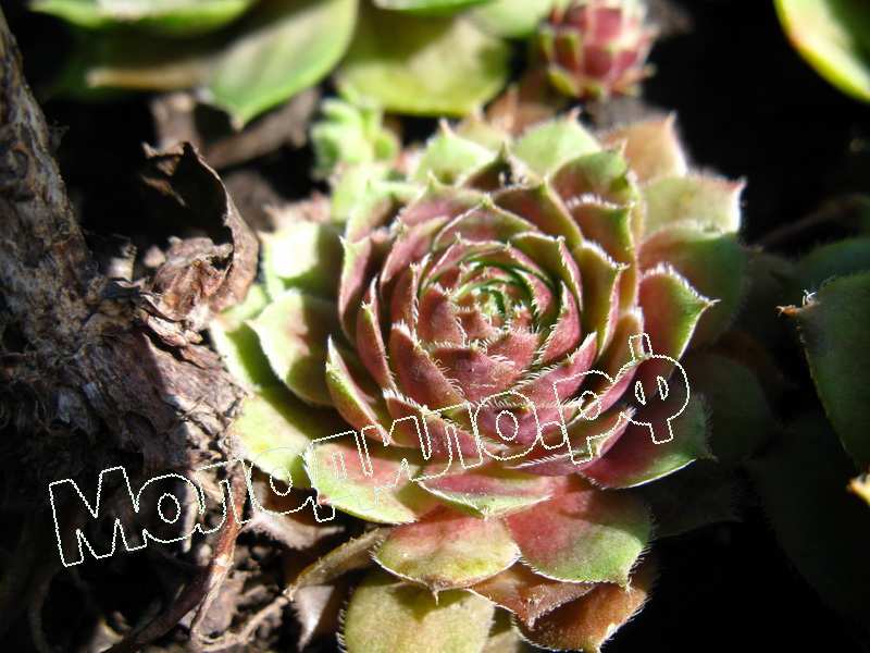 Sempervivum