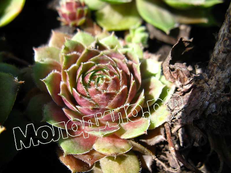 Sempervivum