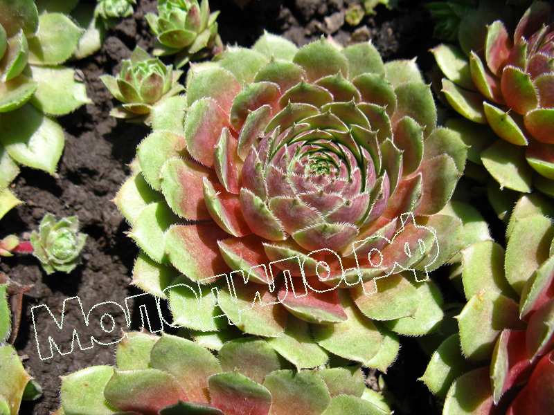 Sempervivum