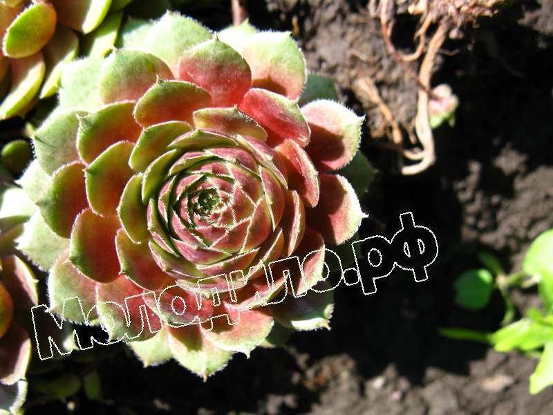 Sempervivum