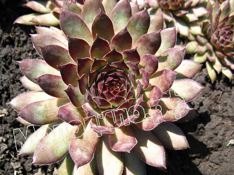 Sempervivum