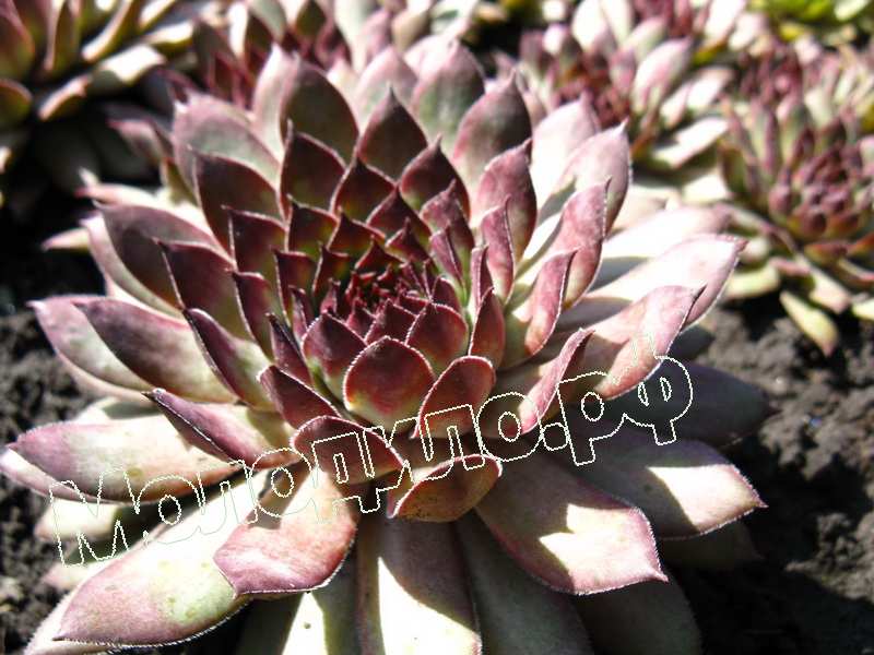 Sempervivum