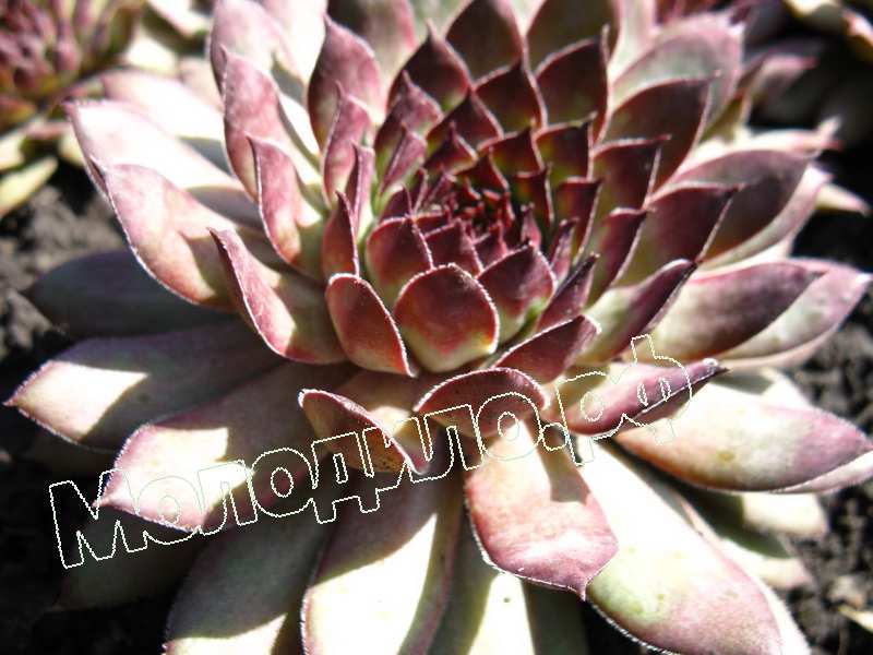 Sempervivum