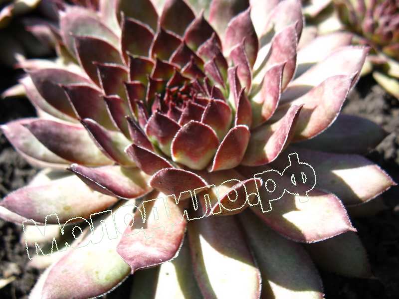 Sempervivum