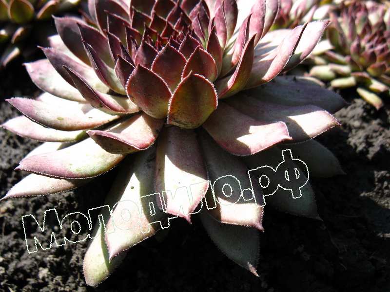 Sempervivum