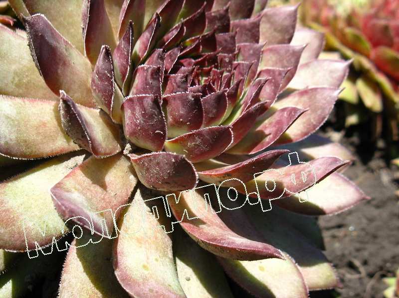 Sempervivum