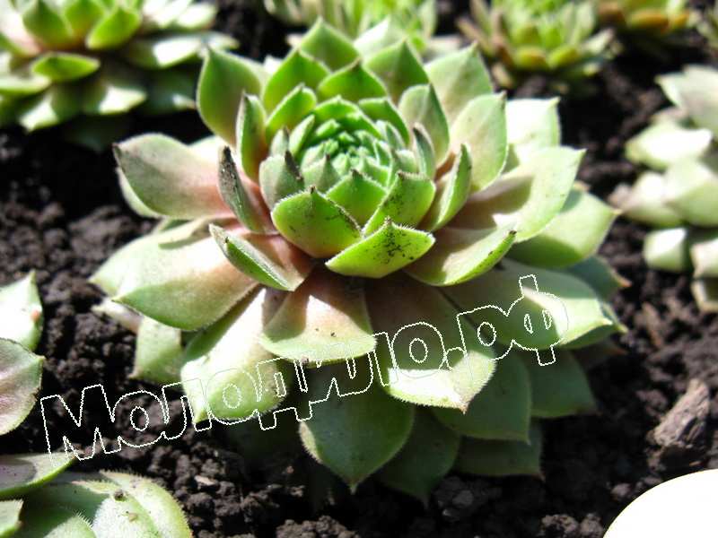 Sempervivum