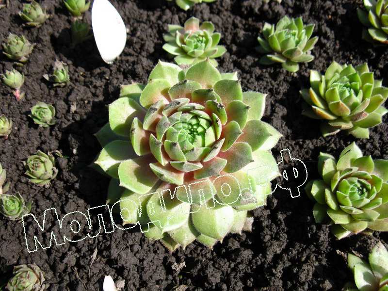 Sempervivum