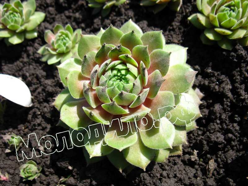 Sempervivum