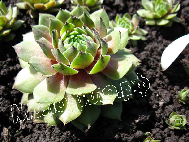 Sempervivum