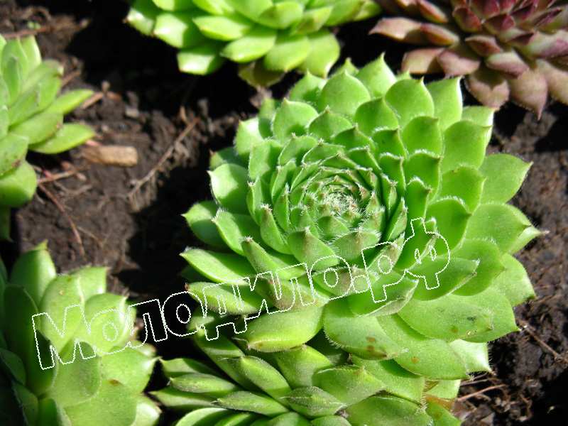 Sempervivum