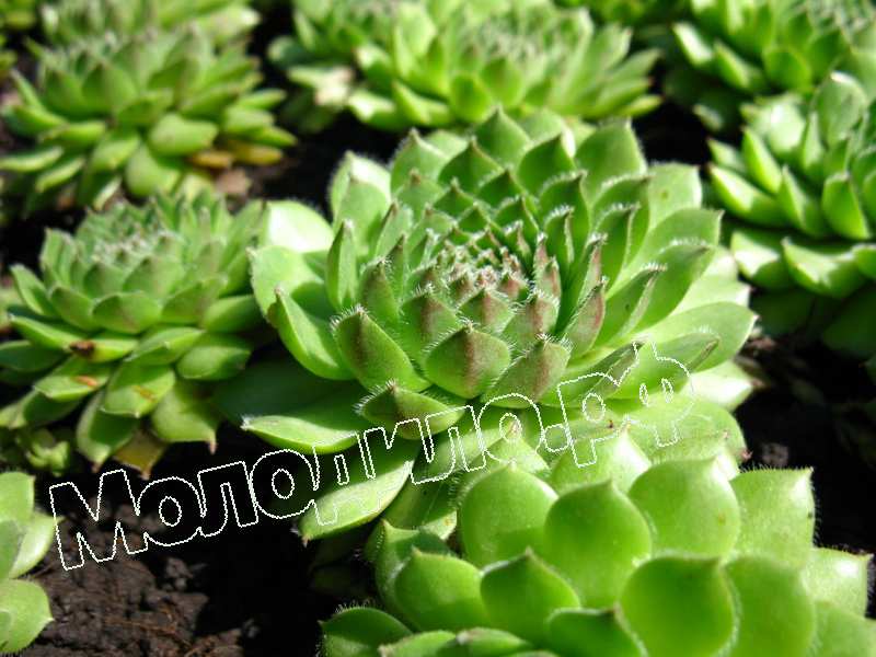 Sempervivum